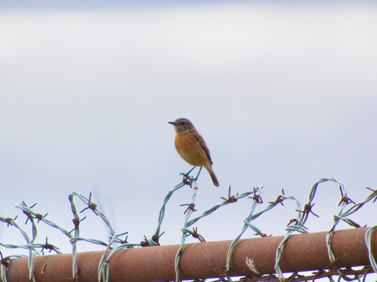 Schwarzkehlchen - ML646142900