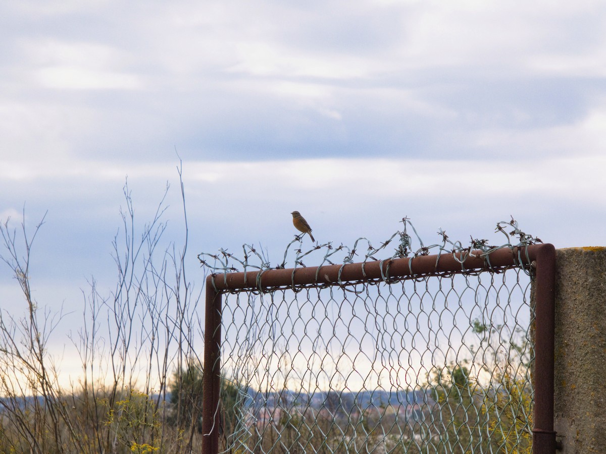 Schwarzkehlchen - ML646142901