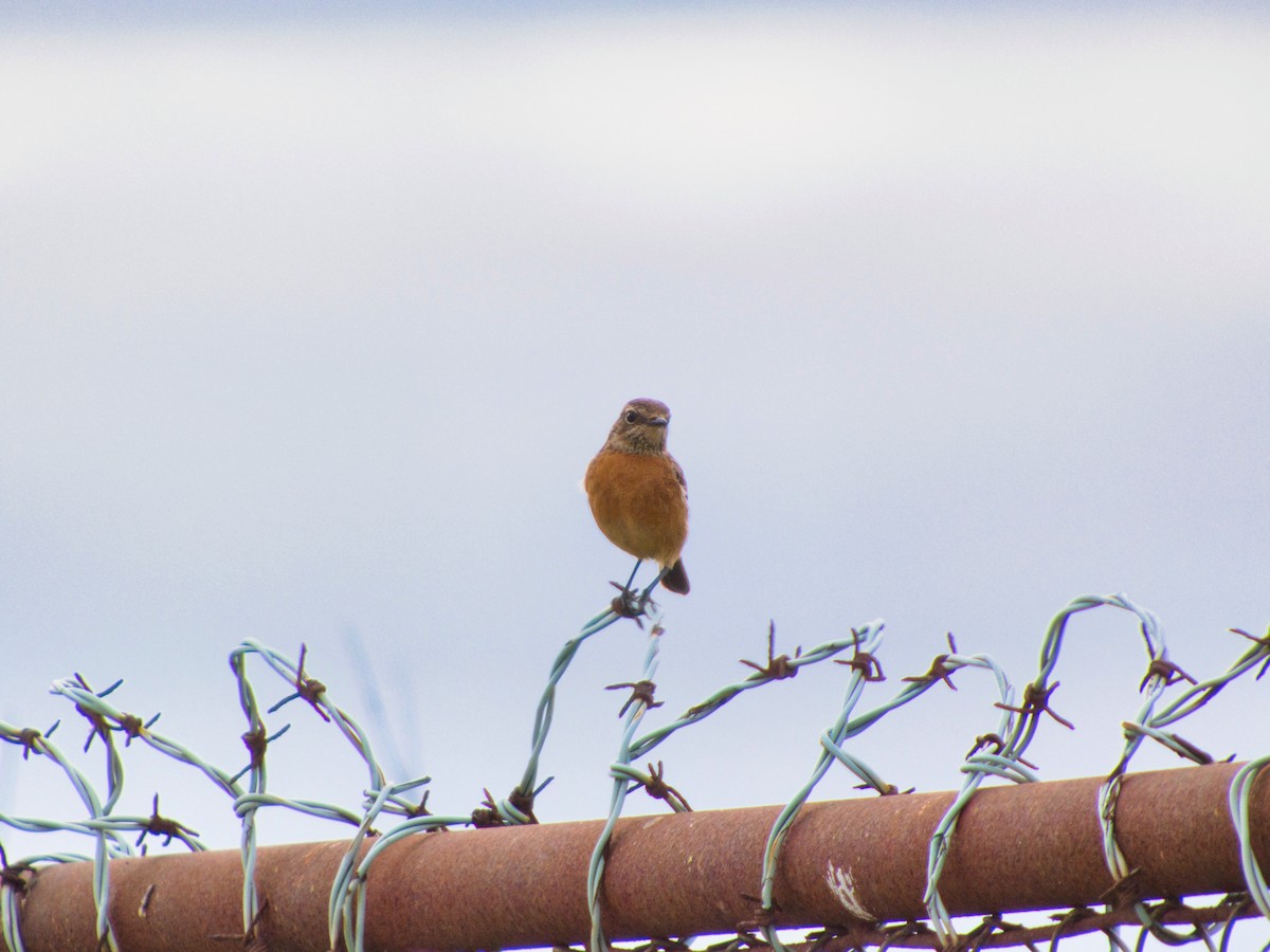 Schwarzkehlchen - ML646142902