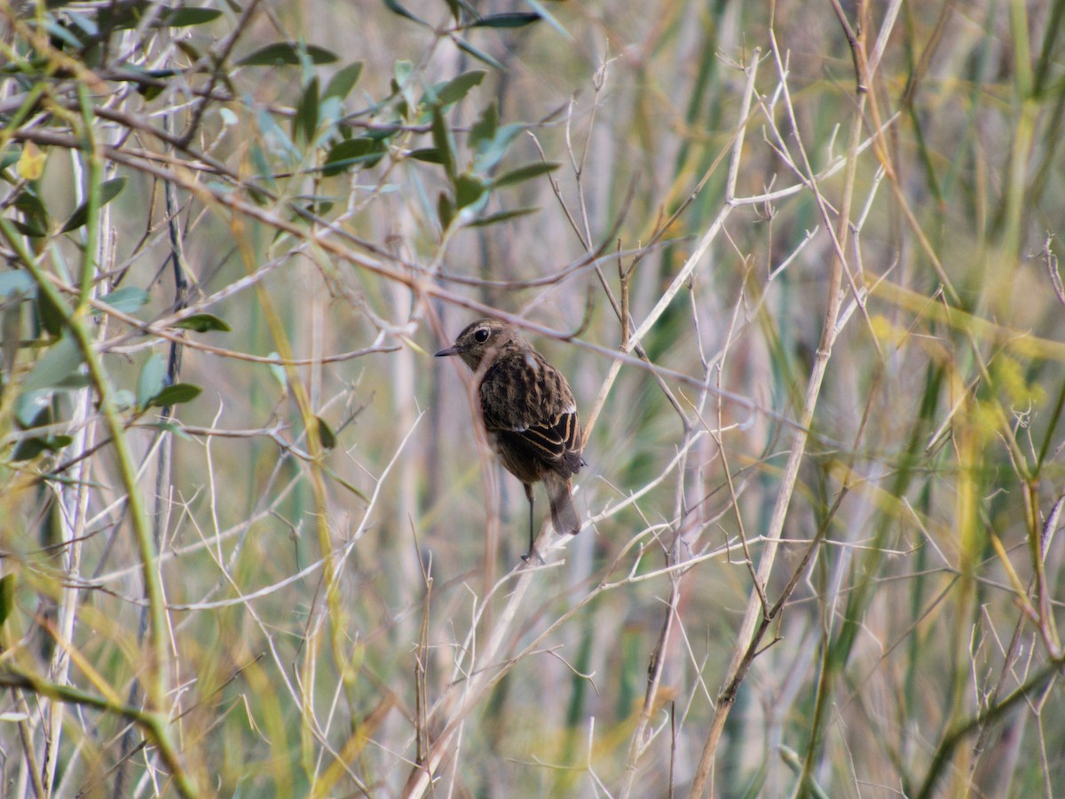 Schwarzkehlchen - ML646142903