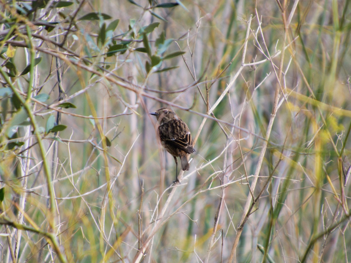 Schwarzkehlchen - ML646142904