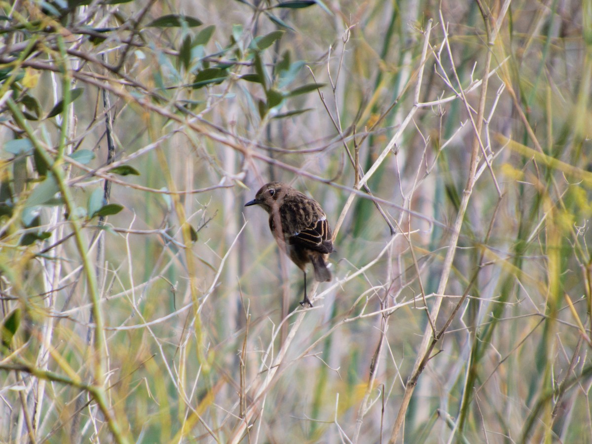 Schwarzkehlchen - ML646142905