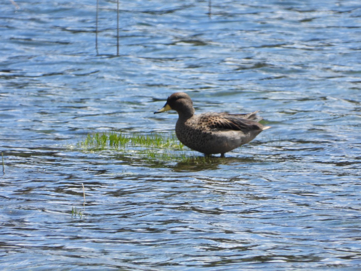 Braunkopfente - ML646142907