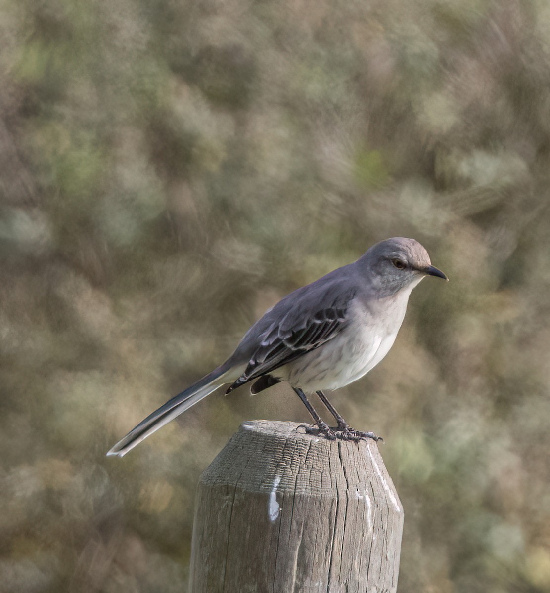 Gartenspottdrossel - ML646142909