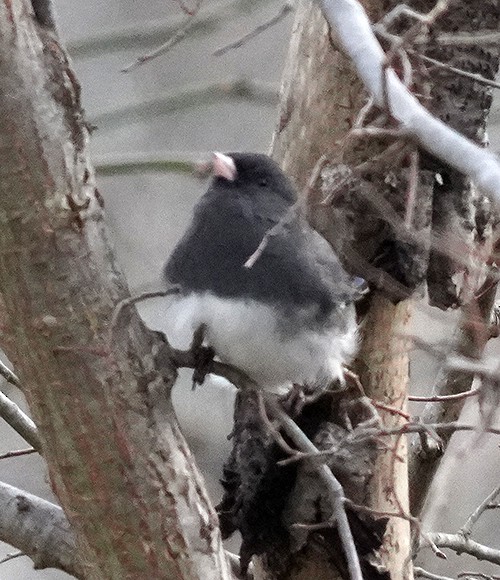 Winterammer - ML646142911