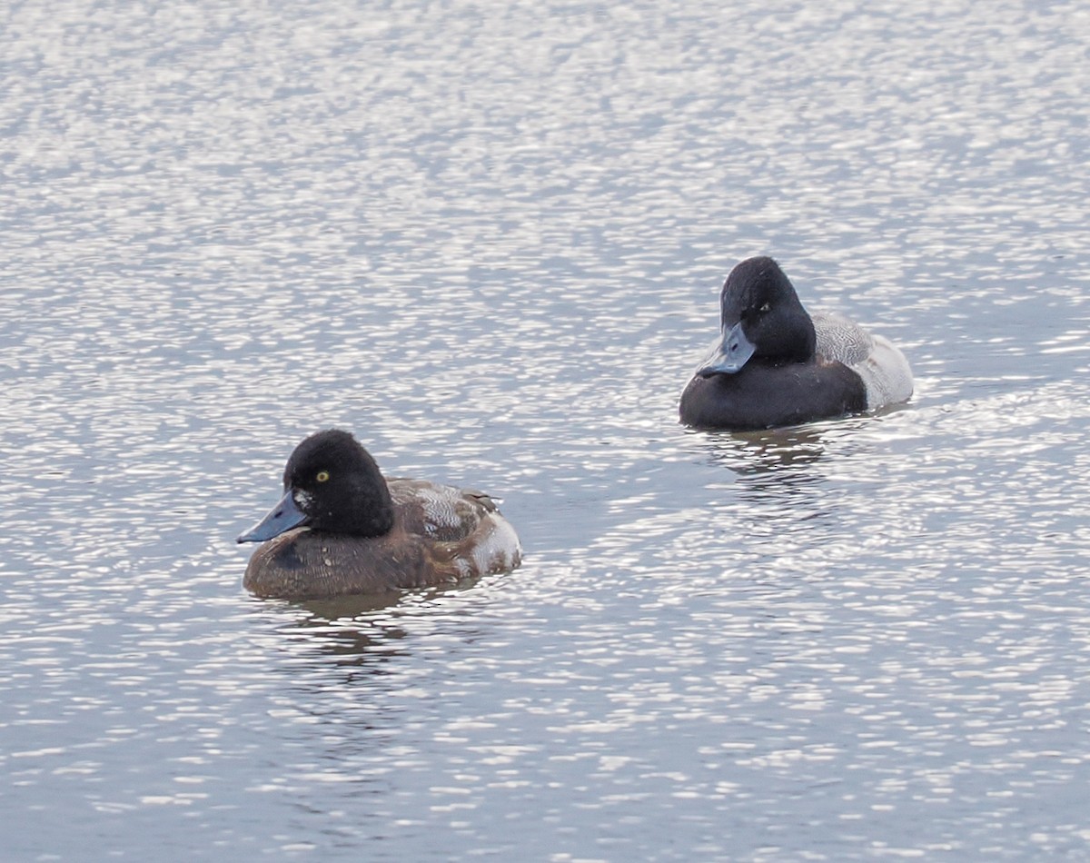 Bergente - ML646142912