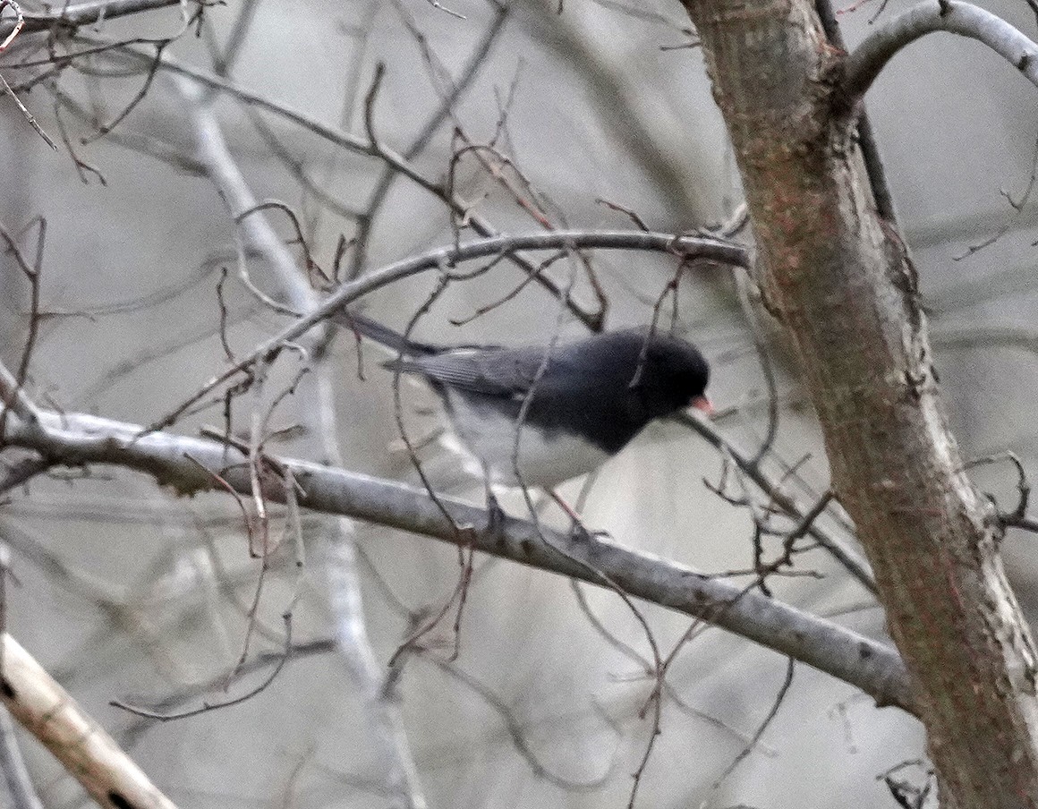 Winterammer - ML646142914