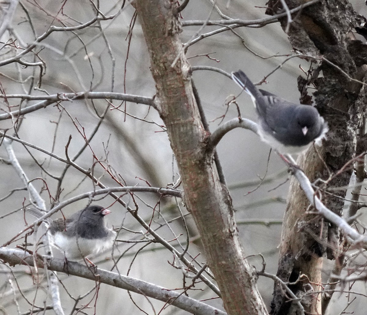 Winterammer - ML646142915