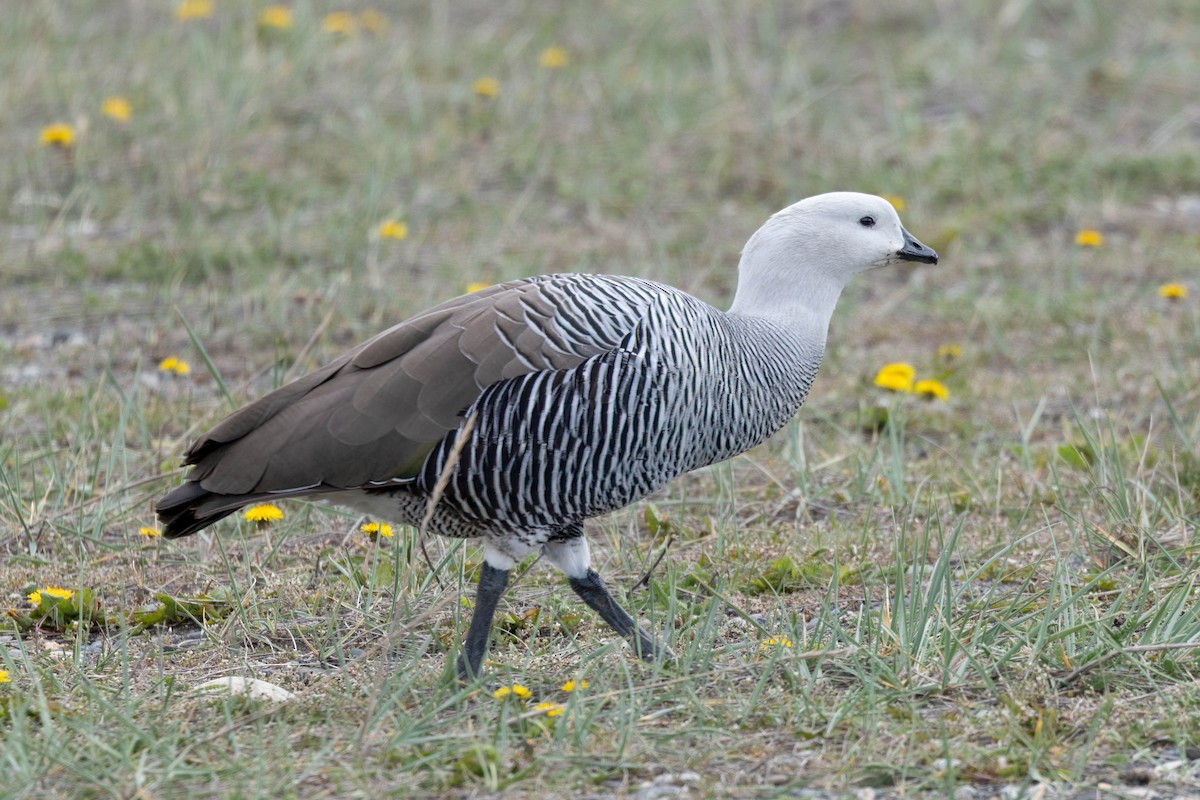 Magellangans - ML646142917