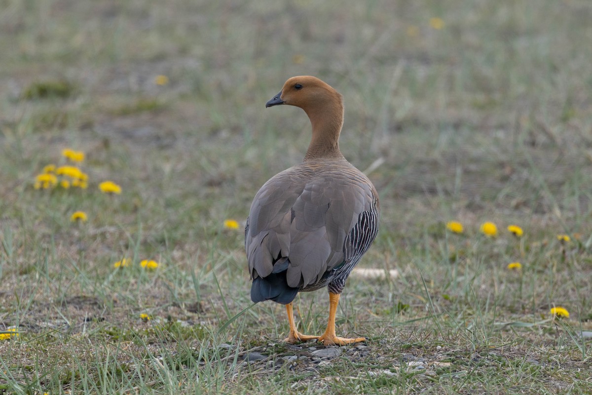 Magellangans - ML646142918