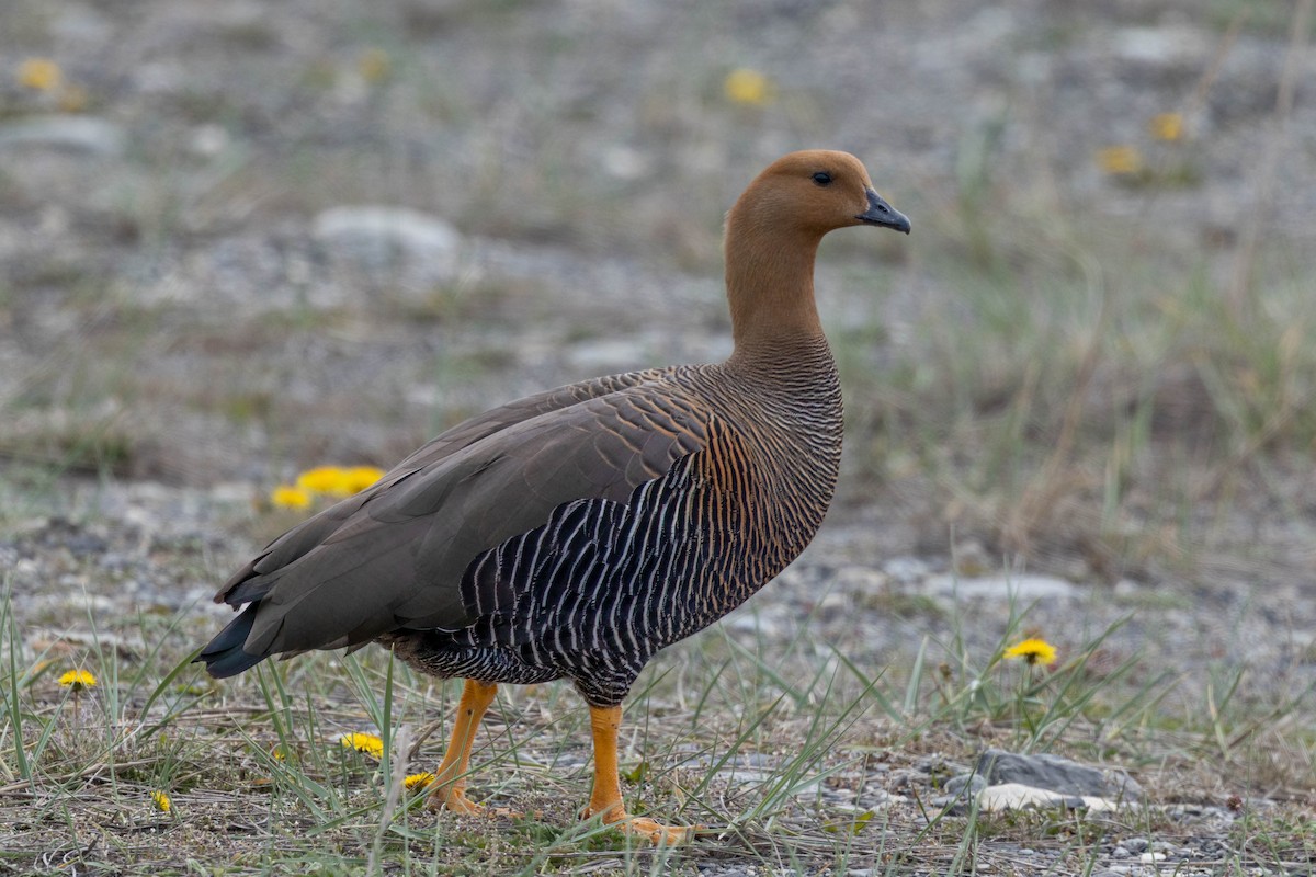 Magellangans - ML646142919