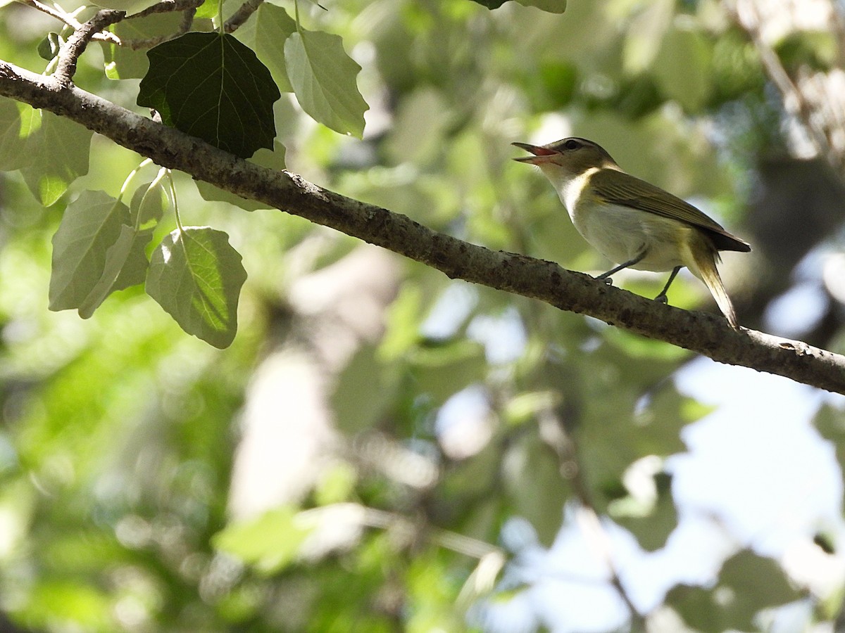 Chivivireo - ML646142920