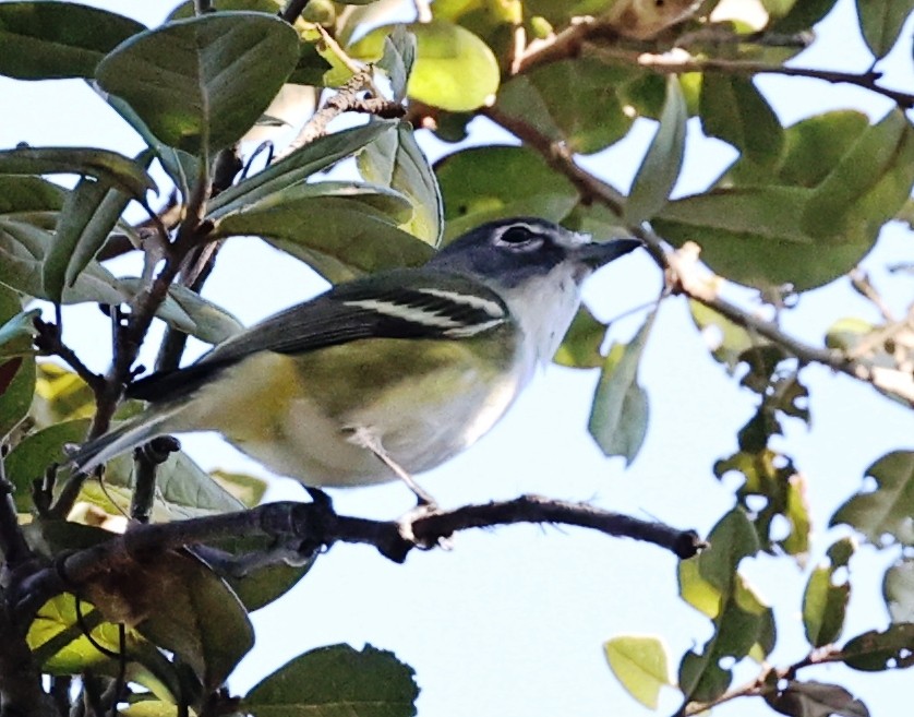 Blue-headed Vireo - ML646142924