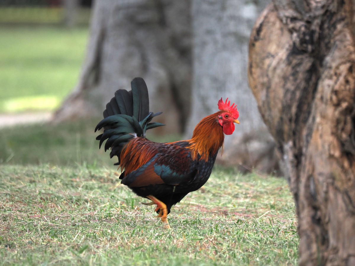 Red Junglefowl (Domestic type) - ML646142925