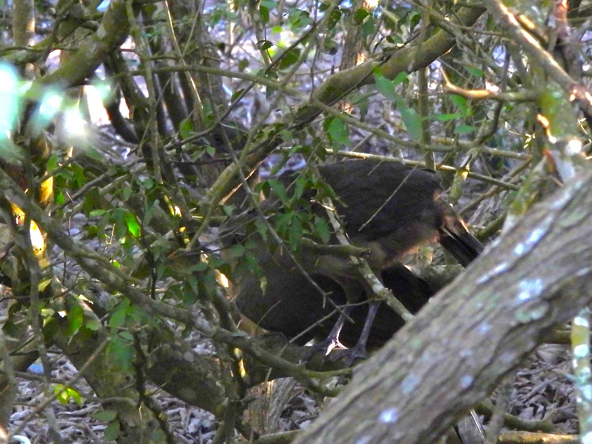 Plain Chachalaca - ML646142931