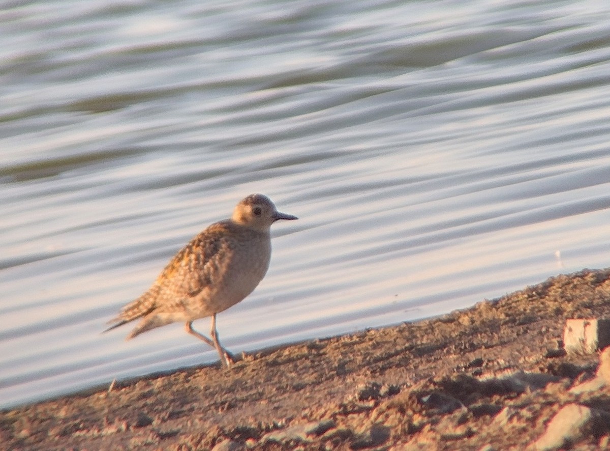 Pacific Golden-Plover - ML646142932