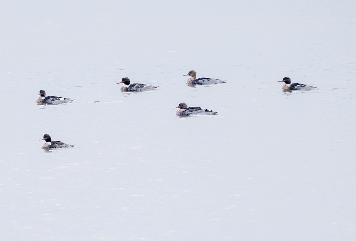 Red-breasted Merganser - ML646142933