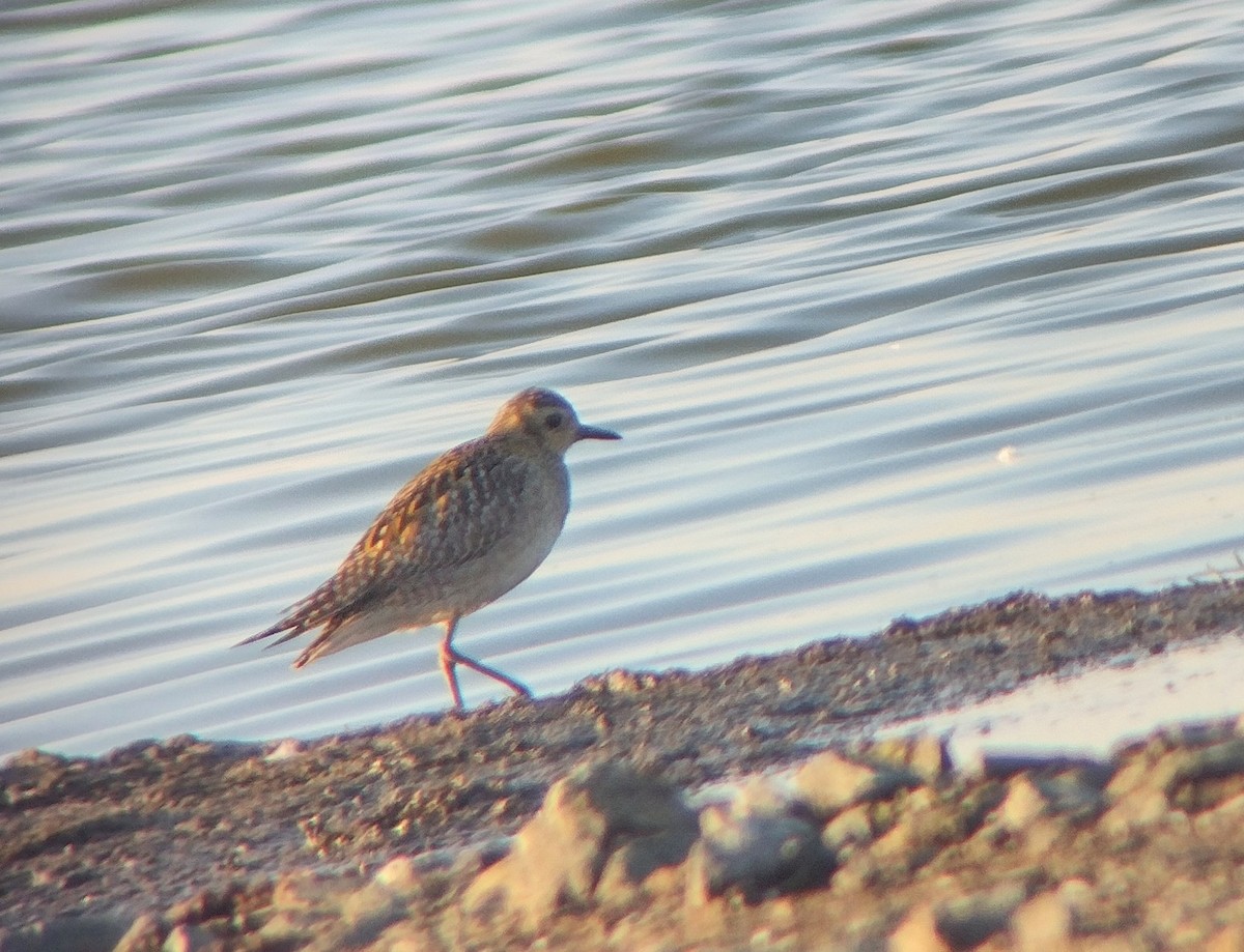 Pacific Golden-Plover - ML646142934