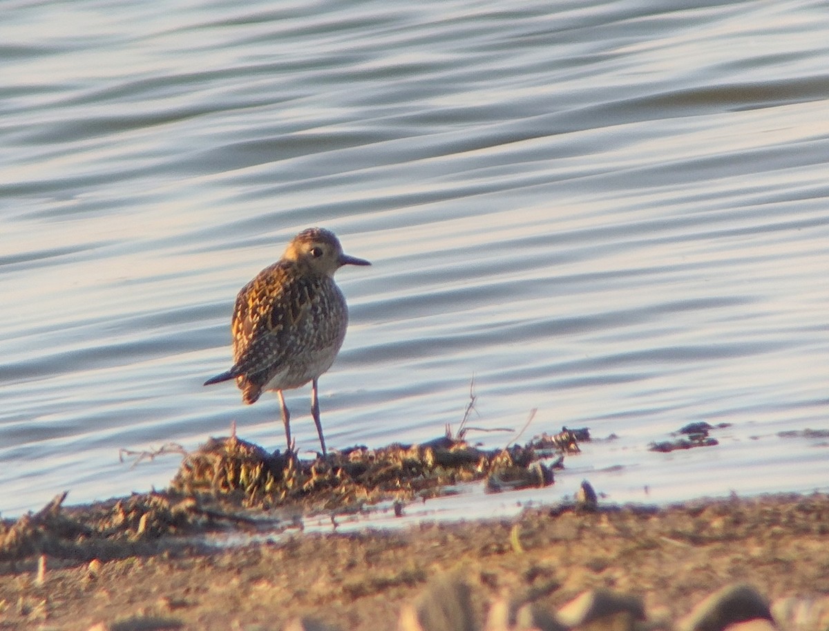 Pacific Golden-Plover - ML646142935