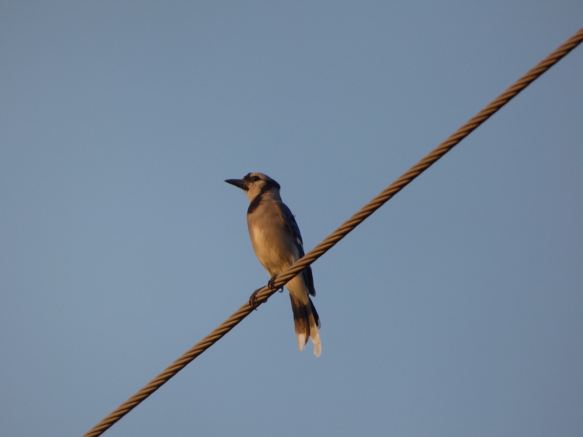 Blue Jay - ML646142936