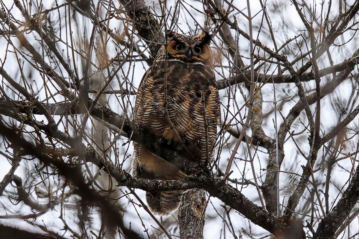 výr virginský - ML646142942