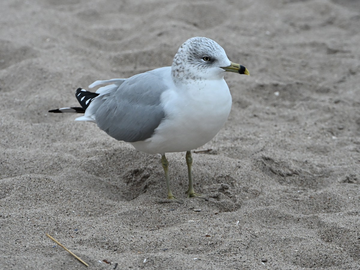 Ring-billed Gull - ML646142943