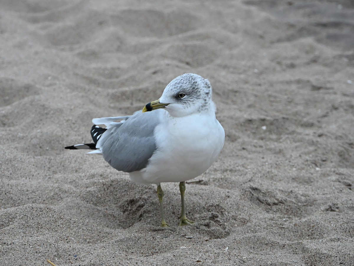 Ring-billed Gull - ML646142944