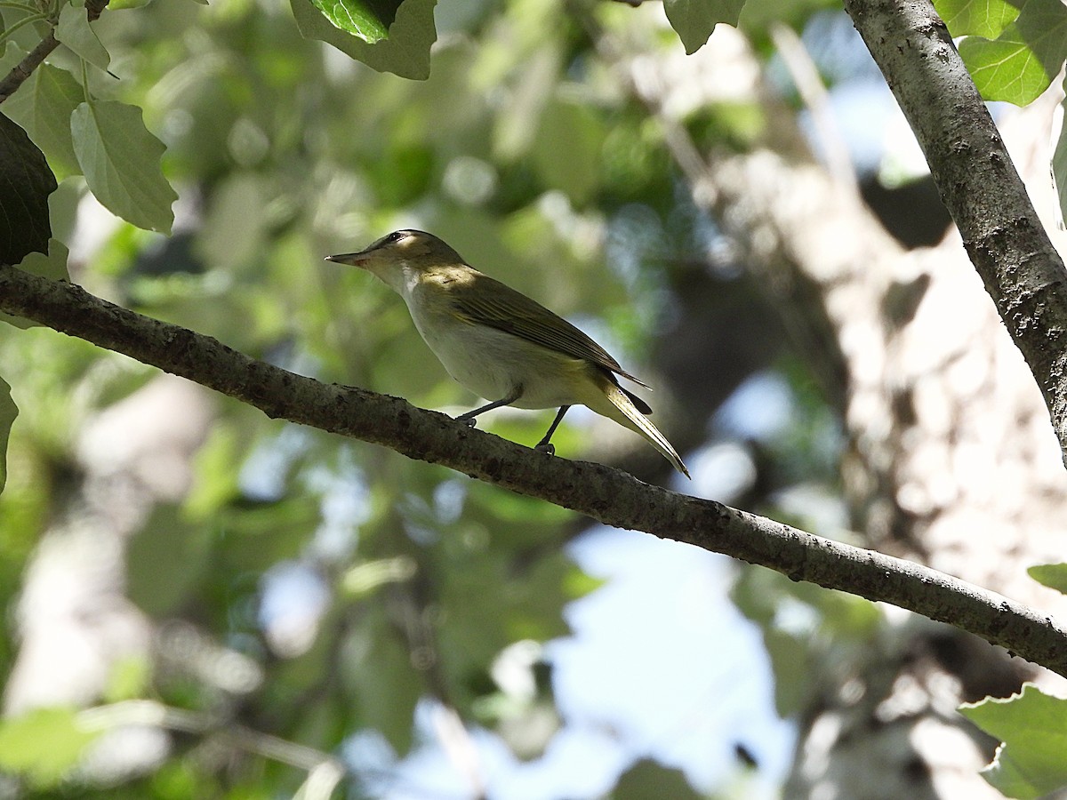 Chivi Vireo - ML646142946