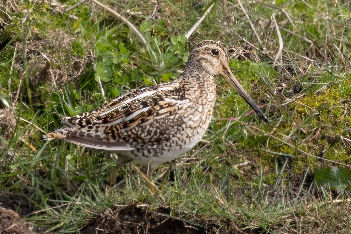Magellanic Snipe - ML646142949