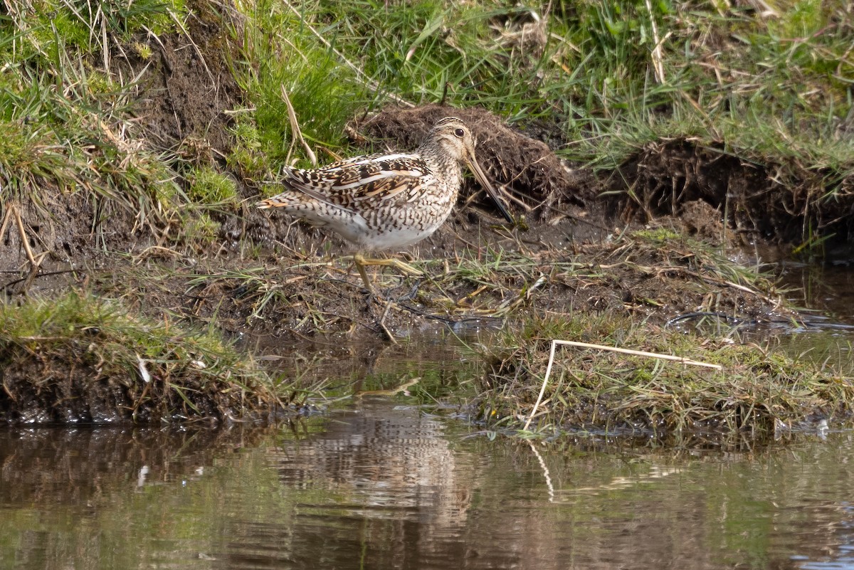 Magellanic Snipe - ML646142950