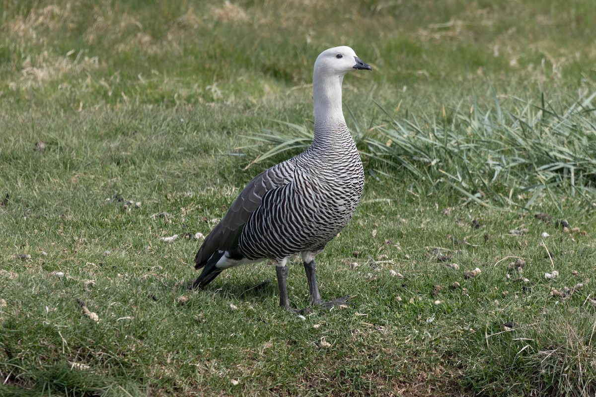 Upland Goose - ML646142952