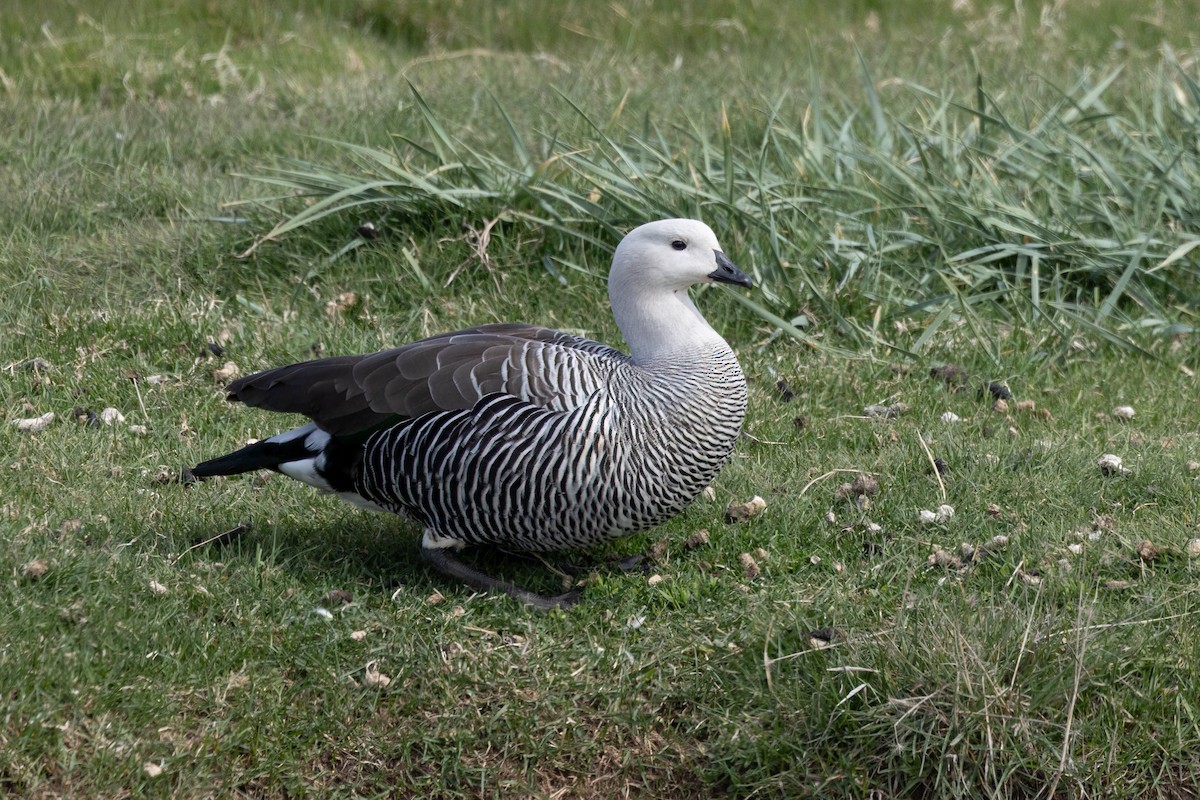 Upland Goose - ML646142953