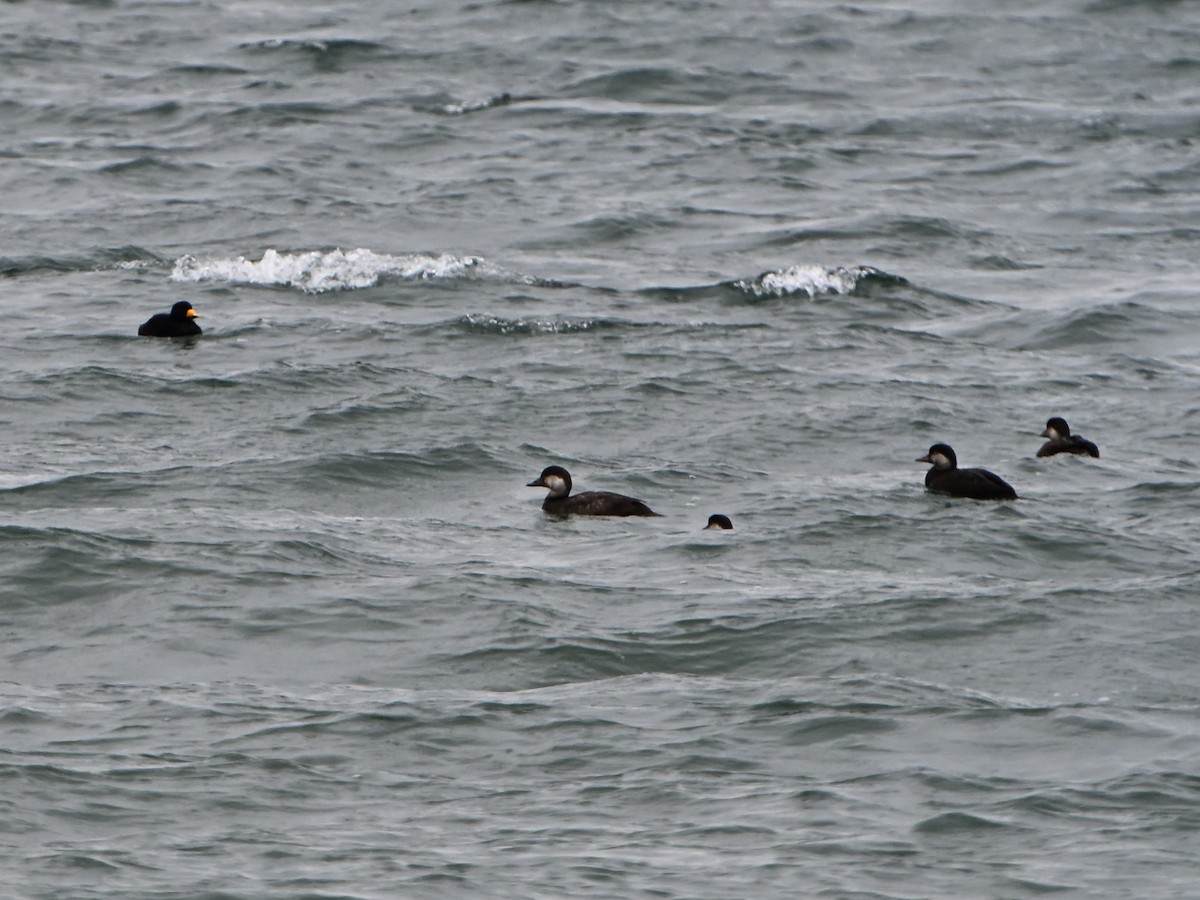 Black Scoter - ML646142959