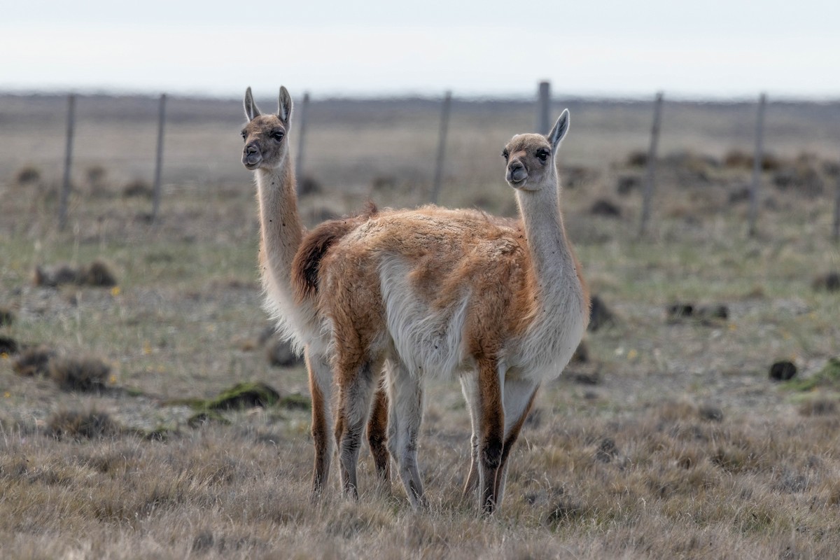 Guanaco - ML646142960
