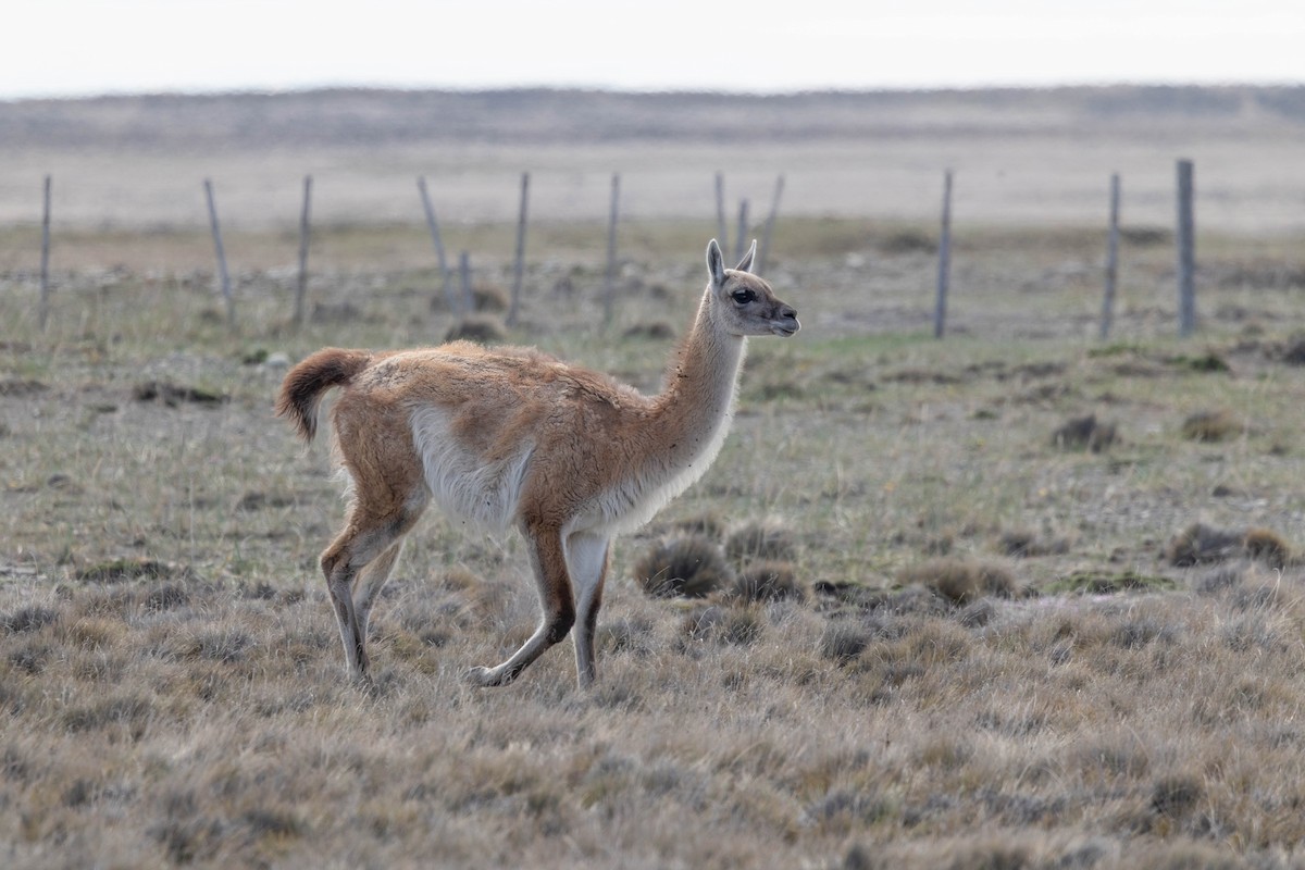 Guanaco - ML646142961