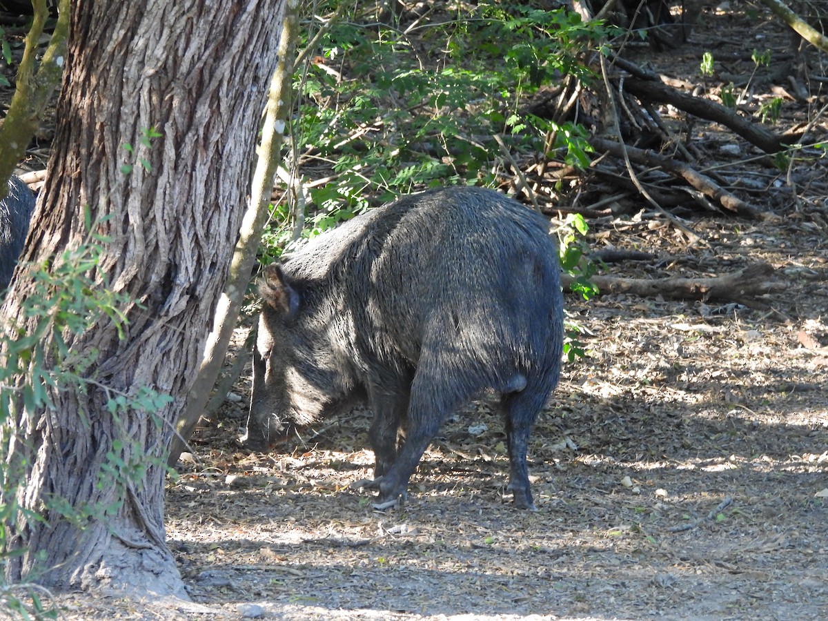 Texas Collared Peccary - ML646142962