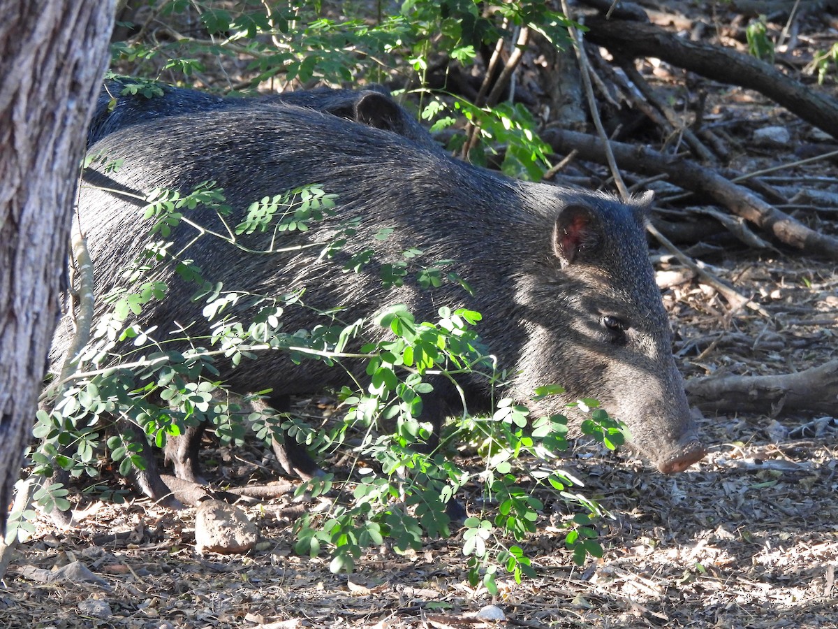 Texas Collared Peccary - ML646142963