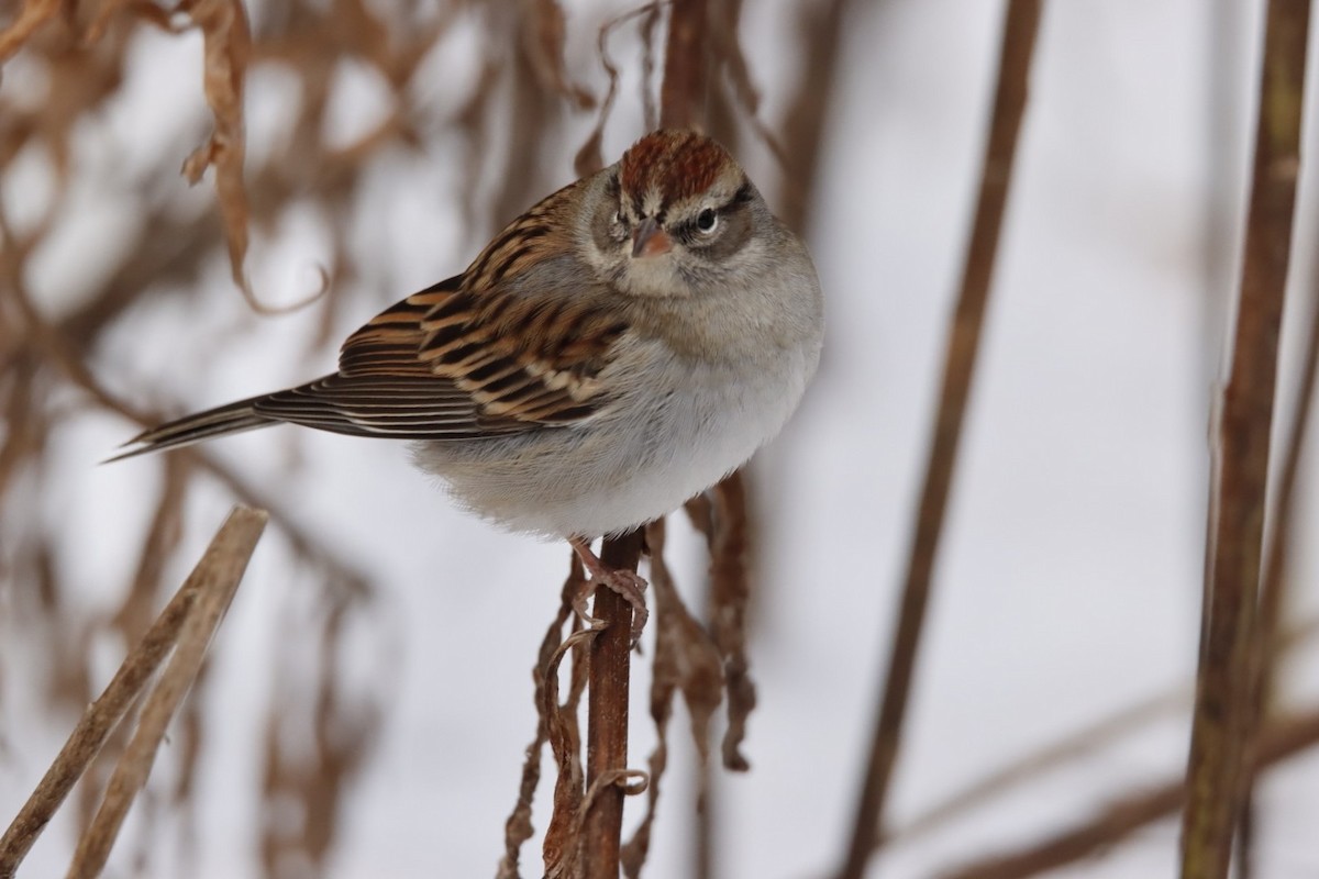 strnádka vrabcovitá - ML646142964
