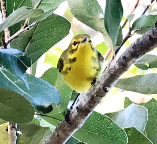 Prairie Warbler - ML646142970