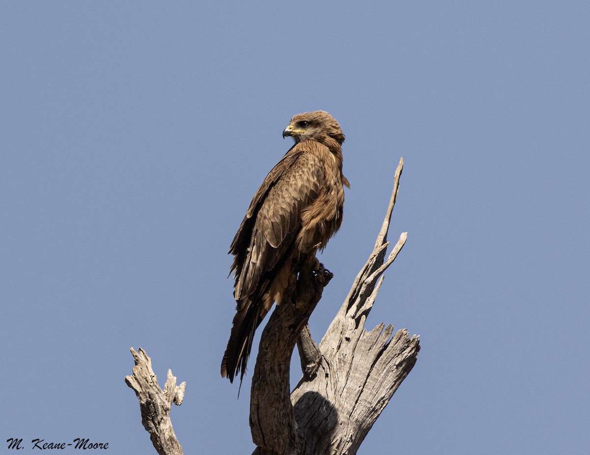 luňák hnědý - ML646142972