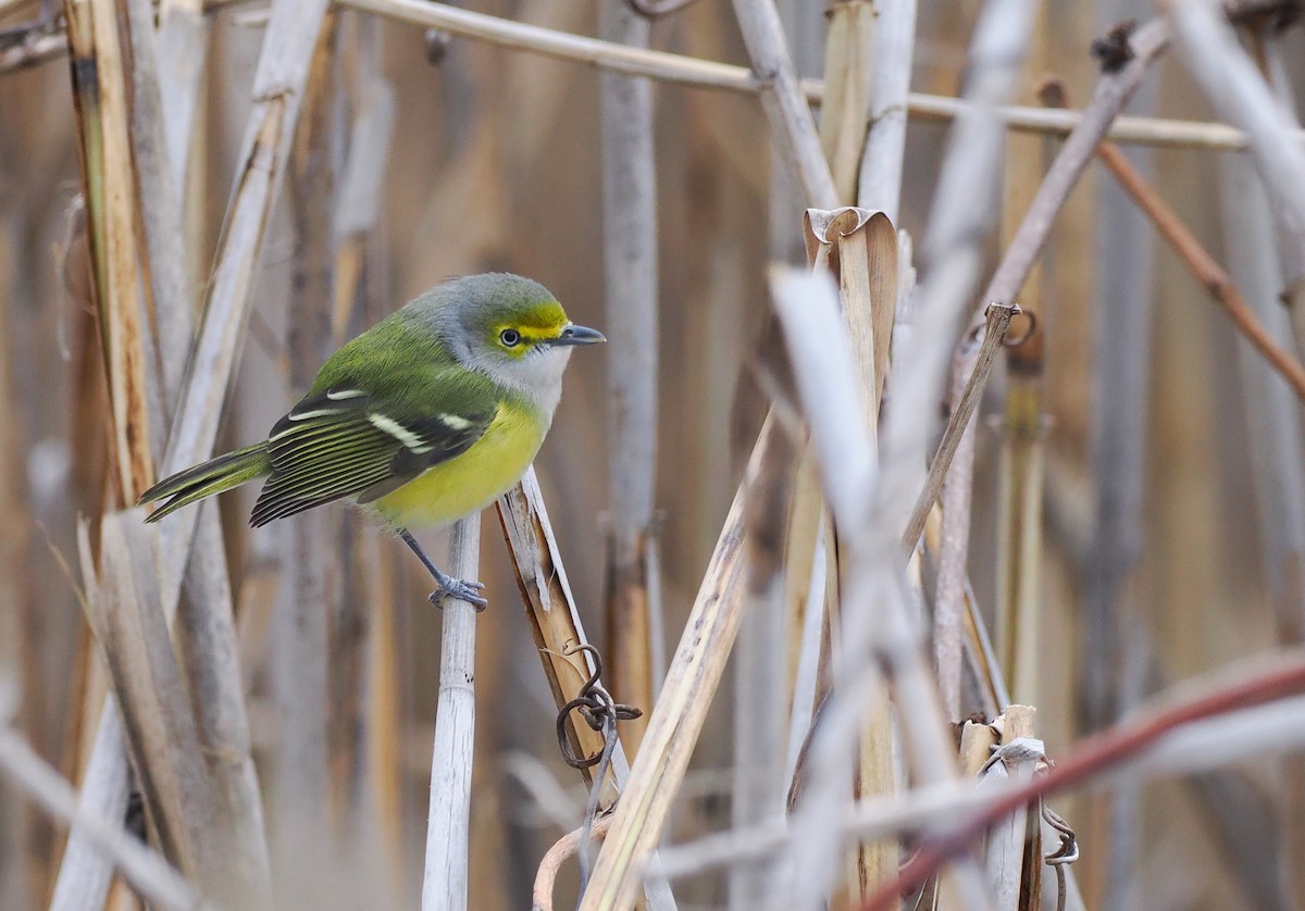 White-eyed Vireo - ML646142973