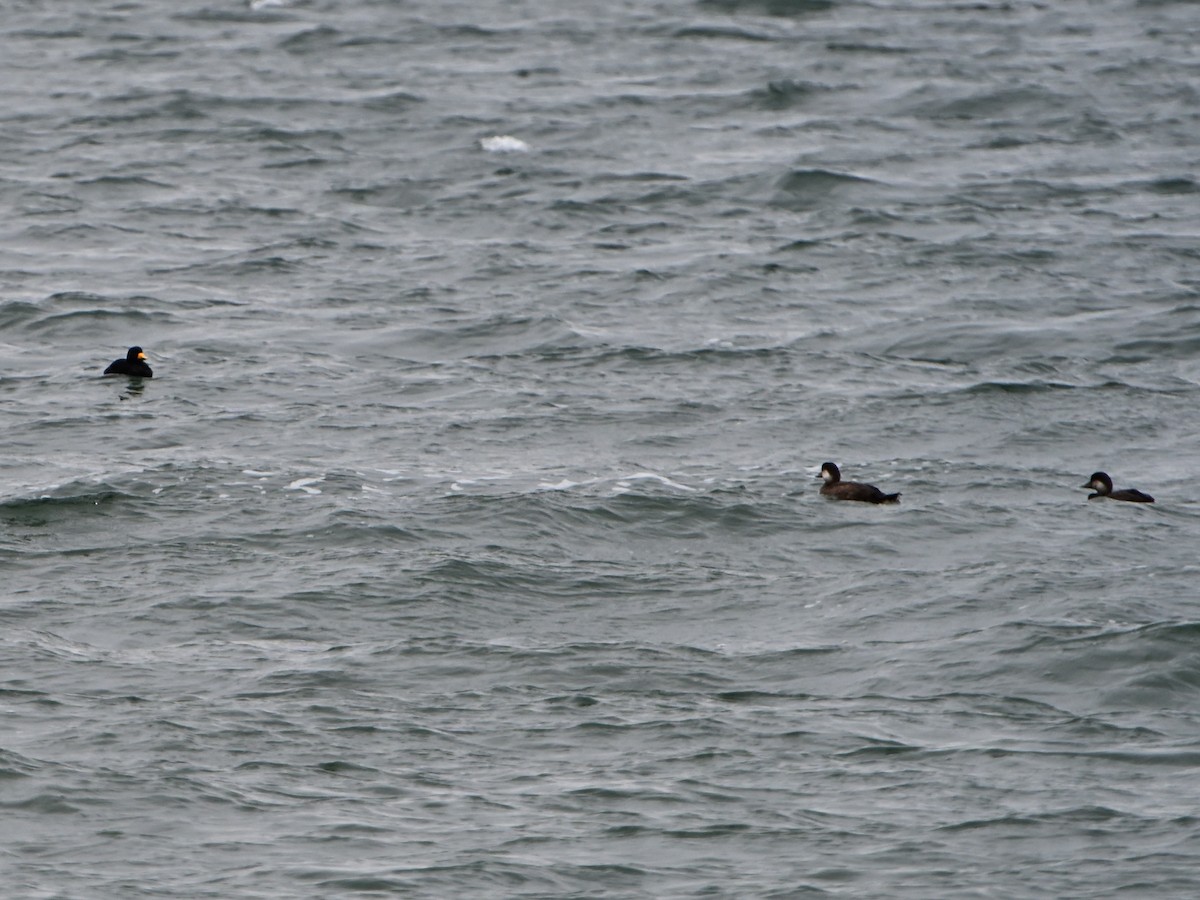 amerikasvartand - ML646142974