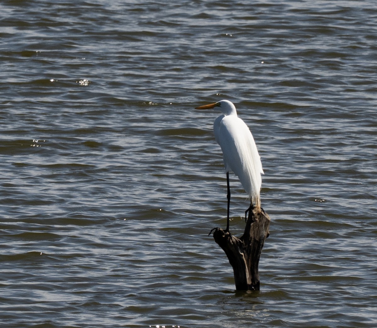 volavka bílá - ML646142976