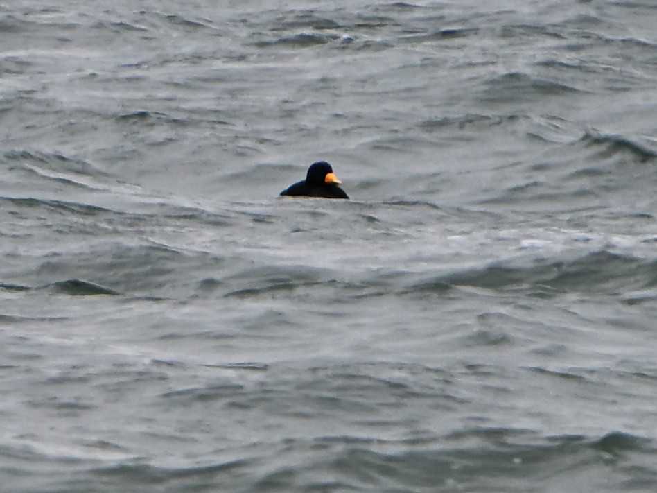 amerikasvartand - ML646142977