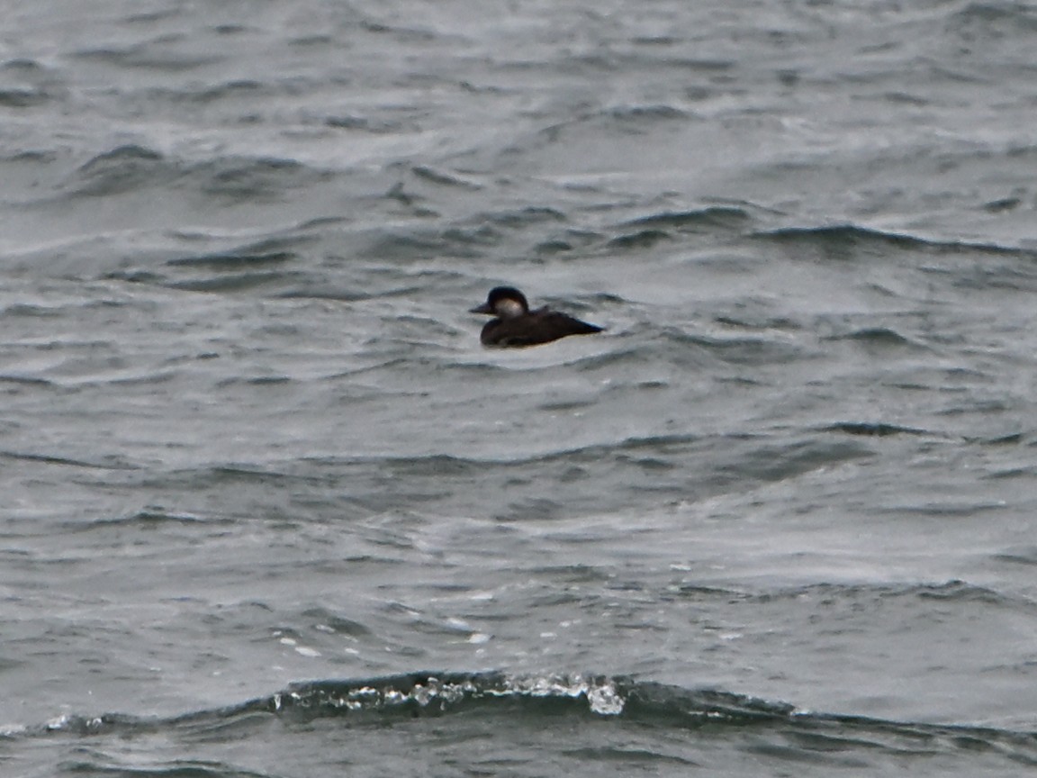 amerikasvartand - ML646142978