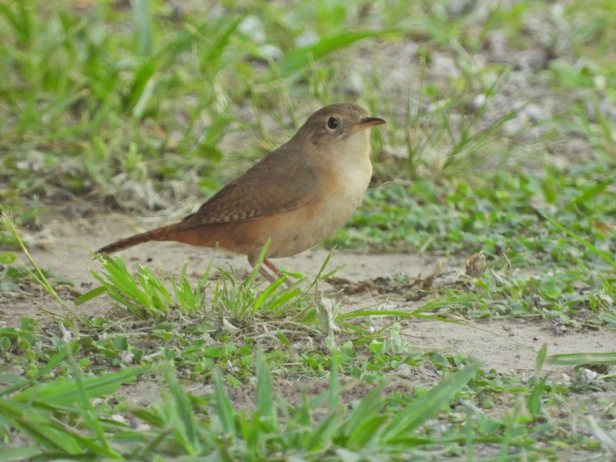 Southern House Wren - ML646142984