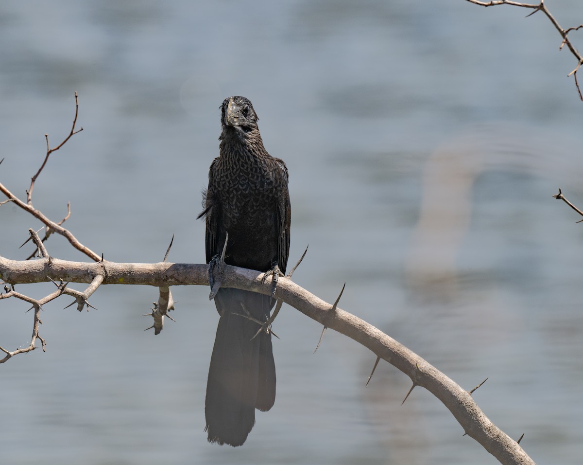 glattnebbani - ML646142987