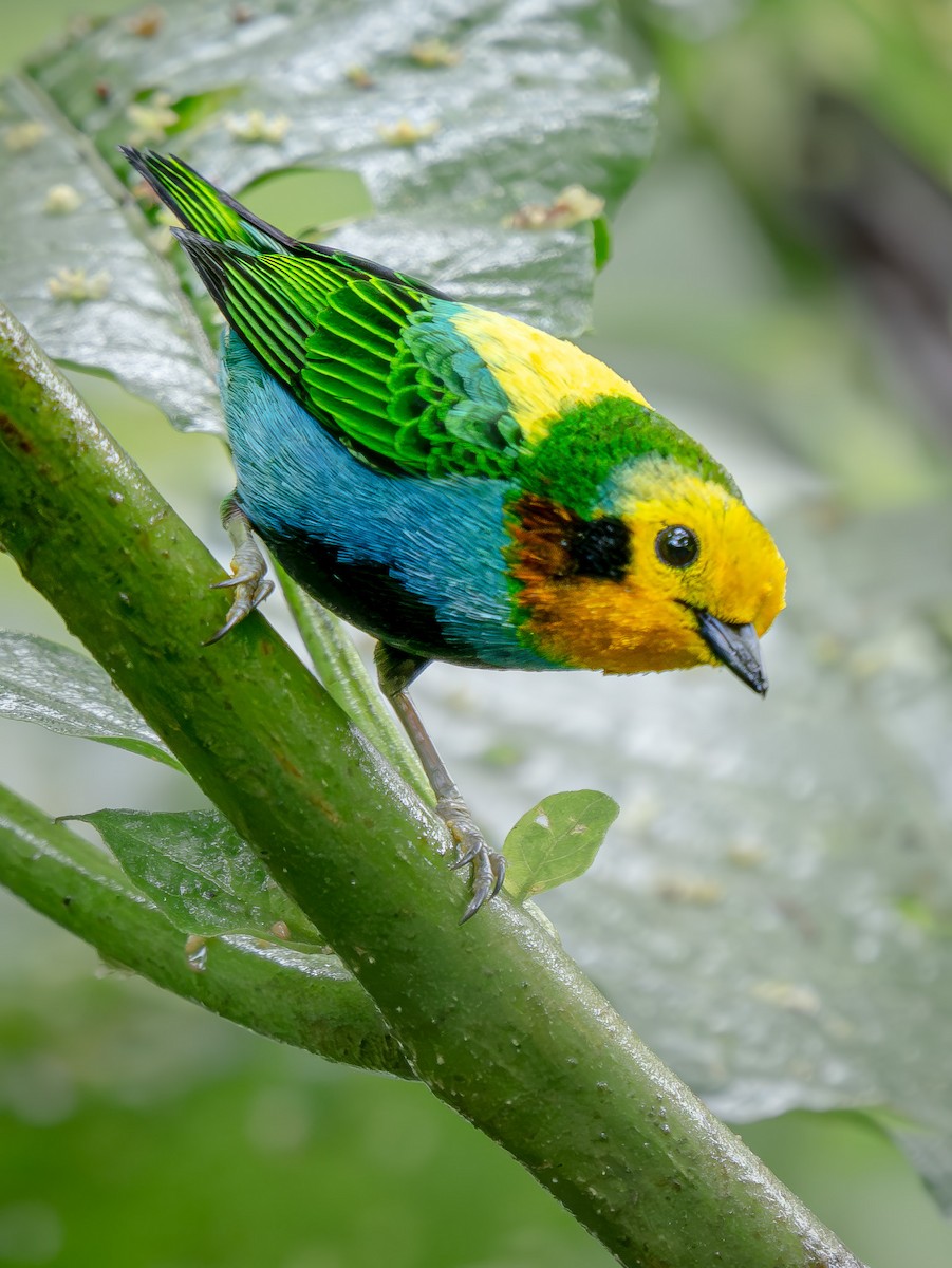 Schwarzohr-Bunttangare - ML646142989