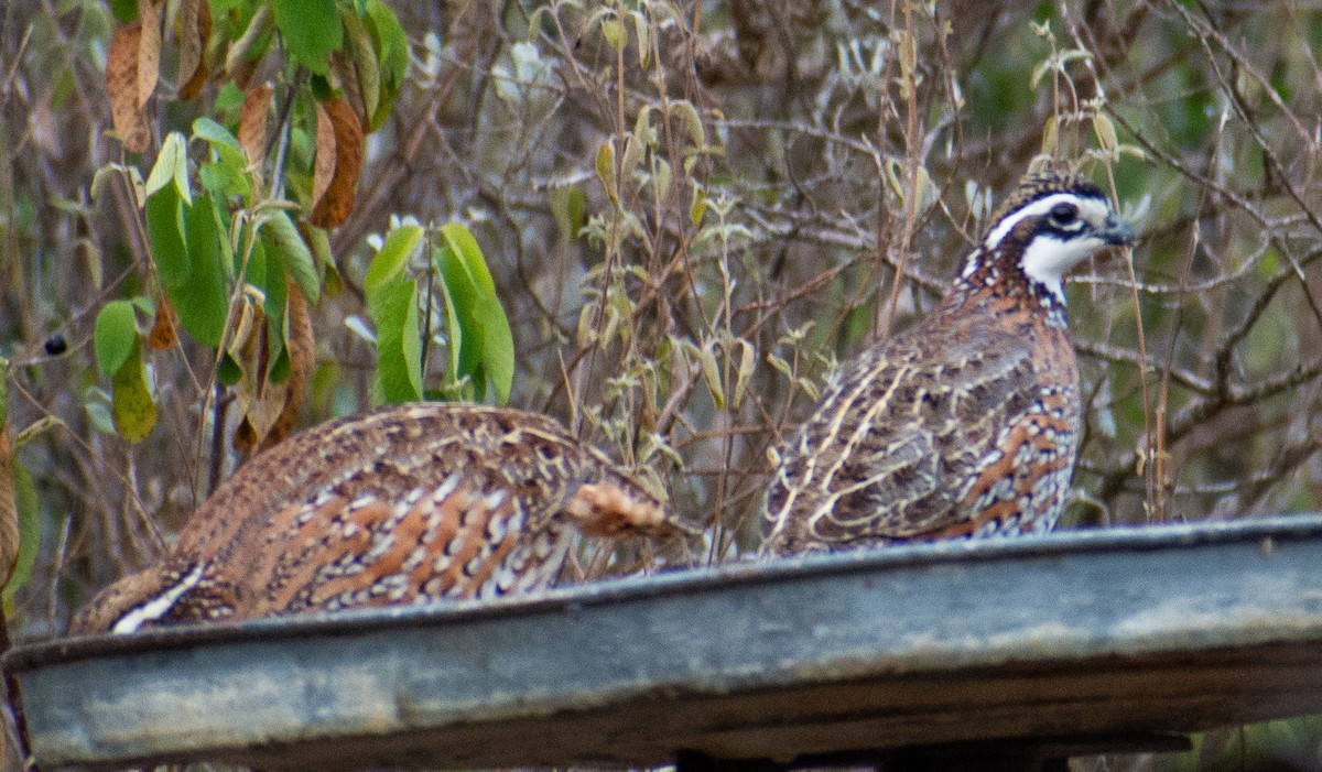 Northern Bobwhite - ML646142999