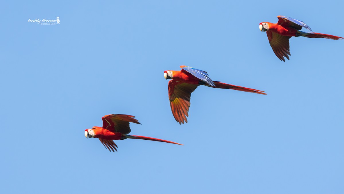 Scarlet Macaw - ML646143000